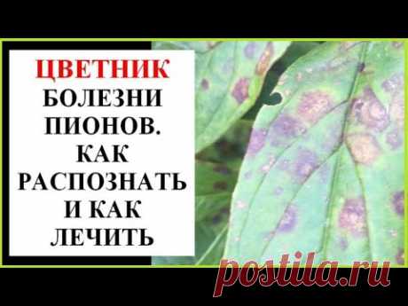 Болезни пионов. Как распознать и как лечить.