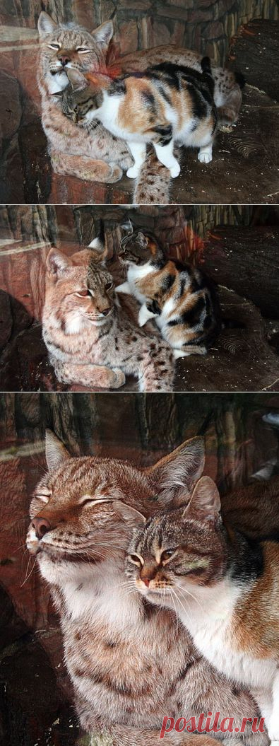 Две подруги - рысь и кошка))).