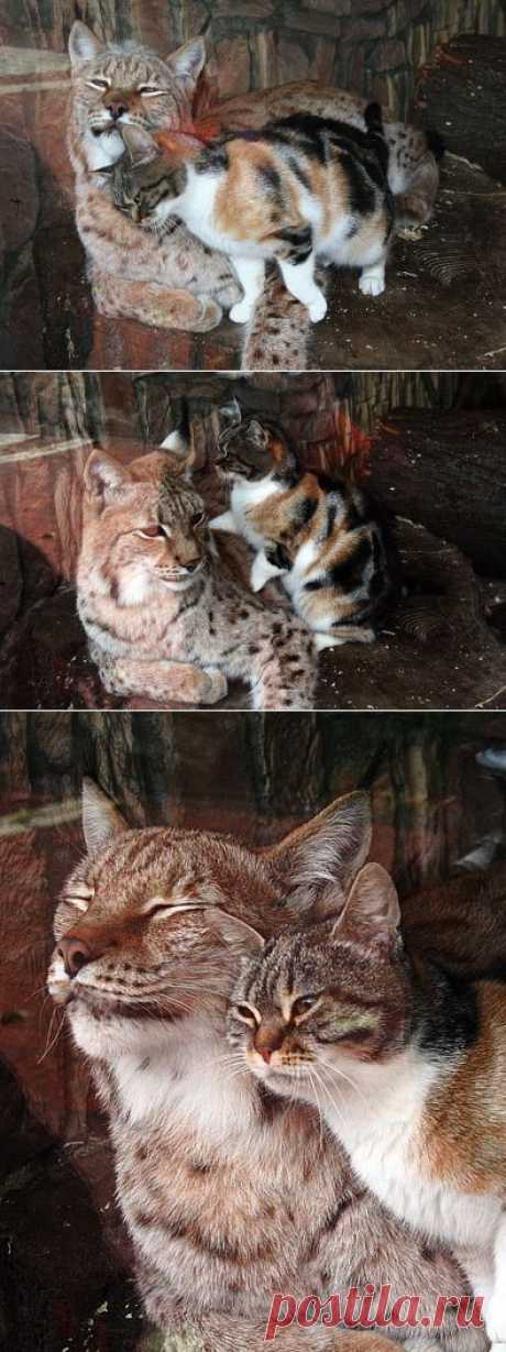 Две подруги - рысь и кошка))).