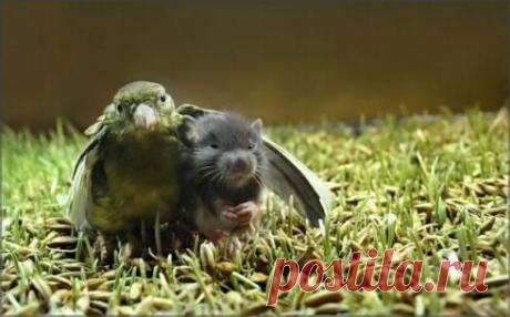Смешные животные - Веселый. Сайт хорошего настроения