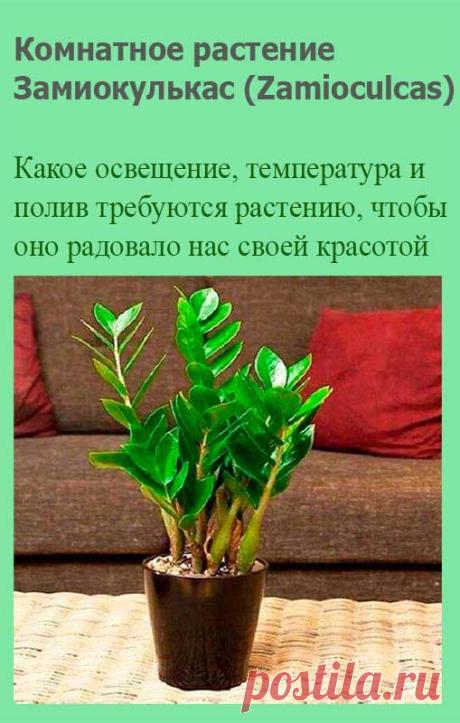 Комнатное растение Замиокулькас (Zamioculcas). Это редкое растение получило свое название благодаря своему внешнему виду, напоминающему растения из рода Замия. Толстые прямостоящие мясистые стебли замиокулькаса, покрытые глянцевыми яйцевидными листьями, сразу привлекают к себе внимание. Его родина - Восточная Африка, Занзибар, Мадагаскар.
