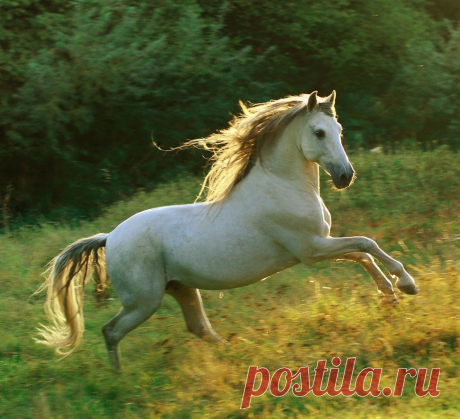 Киномузыкальный проект иНаЧе ✰ Природа, животные, растения и др - Группы Мой Мир