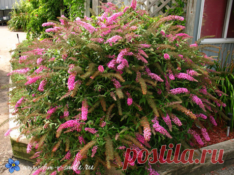 Лучшие декоративные зимостойкие кустарники, цветущие все лето