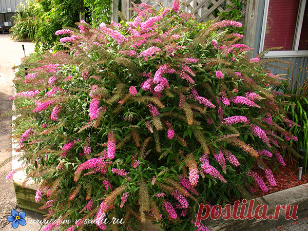 Лучшие декоративные зимостойкие кустарники, цветущие все лето