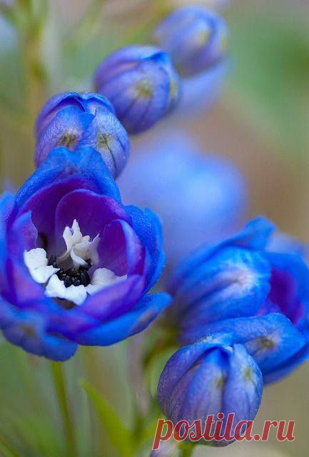 Delphinium Blue
