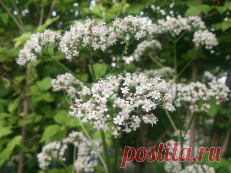 (Valeriana officinalis) Многолетнее травянистое растение, достигает в высоту 1,5 (1,2—1,8)метра. Успокаивающее, при бессоннице, неврозы сердечно – сосудистой системы.