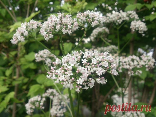 (Valeriana officinalis) Многолетнее травянистое растение, достигает в высоту 1,5 (1,2—1,8)метра. Успокаивающее, при бессоннице, неврозы сердечно – сосудистой системы.