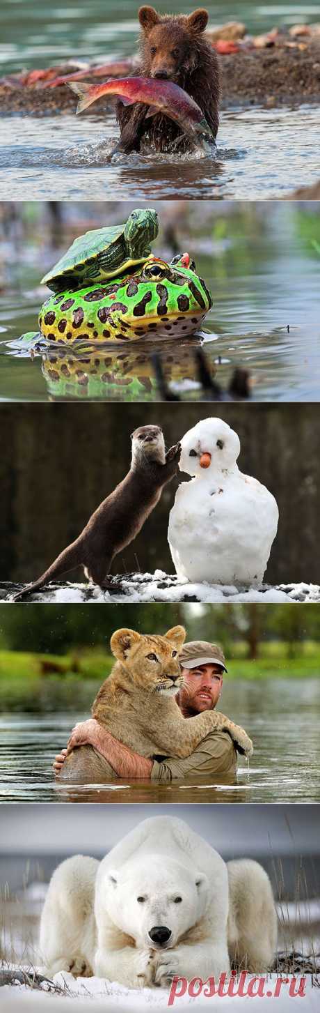 Животные в фотографиях