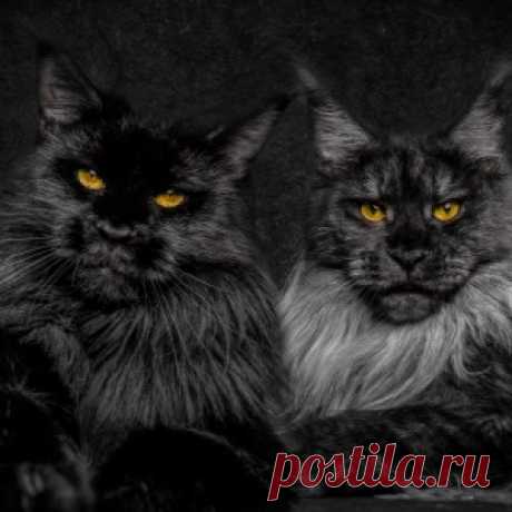 Мы пришли к вам из древних легенд. Мейн-куны