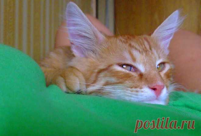 Котик