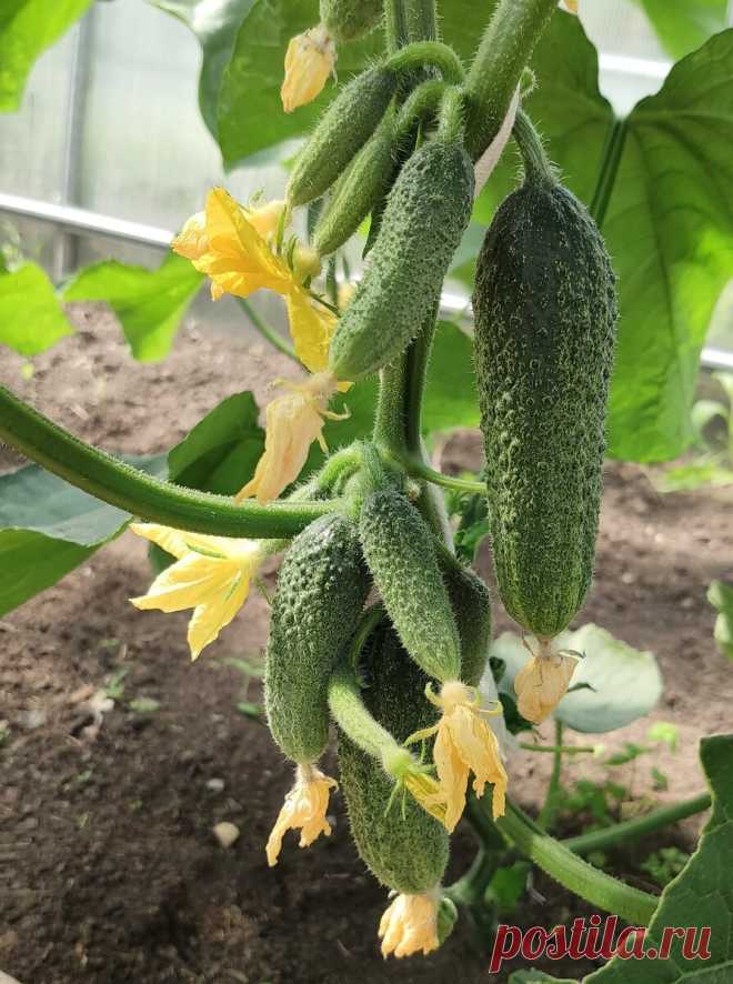 Как нам удаётся сажая 6 семян огурцов, собирать 100 кг урожая за сезон