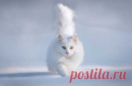 Поймай меня, если сможешь