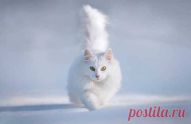 Поймай меня, если сможешь