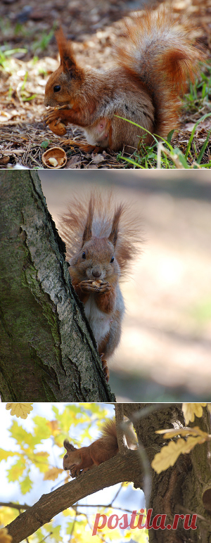 Яндекс.Фотки