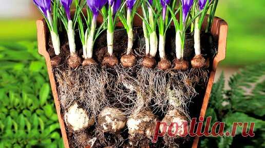 Выкопала ВСЕ Луковичные ❗ и Теперь САЖАЮ их Только Так 🎯 ПРОСТОЙ, но Шикарный СПОСОБ 👍 Рекомендую Всем ❗❗❗ | ДИЗАЙН САДА своими руками | Дзен