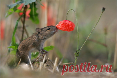 Мой Мир@Mail.Ru