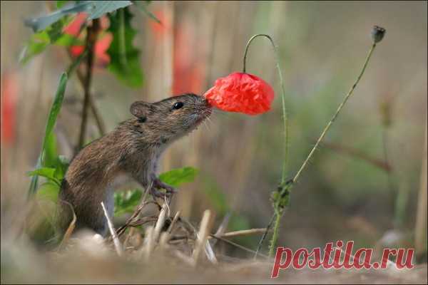 Мой Мир@Mail.Ru