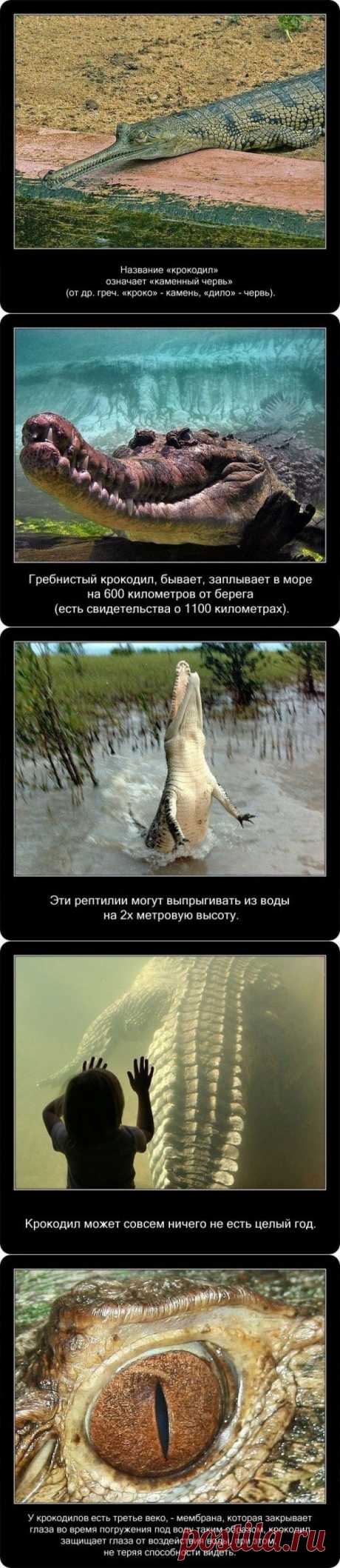 Интересные факты о крокодилах