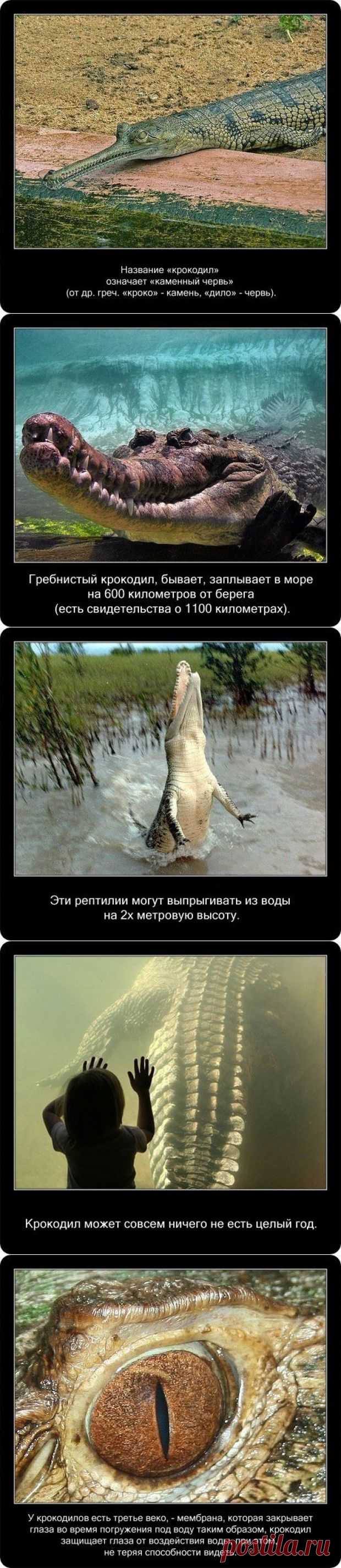 Интересные факты о крокодилах