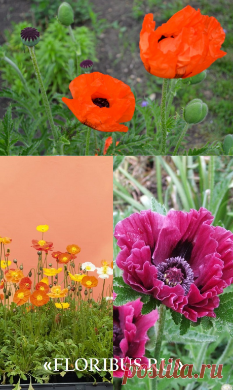Мак декоративный (Mak dekorativnyiy) - энциклопедия садовых растений