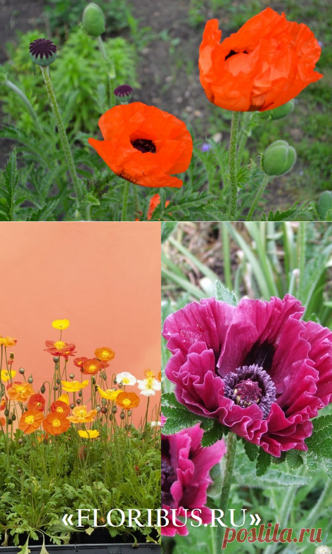 Мак декоративный (Mak dekorativnyiy) - энциклопедия садовых растений