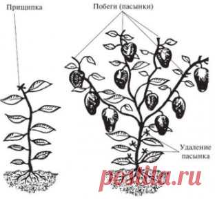 КАК ПРАВИЛЬНО ФФОРМИРОВАТЬ ПЕРЕЦ, ЧТОБЫ УСКОРИТЬ РОСТ И СОЗРЕВАНИЕ ПЛОДОВ
Сохраните, чтобы не потерять!
Зачем нужно формировать куст перца?
Перец в своем большинстве является кустовой культурой, поэтому размер плодов, их количество, а также сроки созревания можно регулировать именно с помощью формирования куста растения. При выращивании низкорослых и среднерослых сортов перца, которые достигают не более полуметра в высоту, в формировке нет надобности. Так как такие растения компактные, им вполн