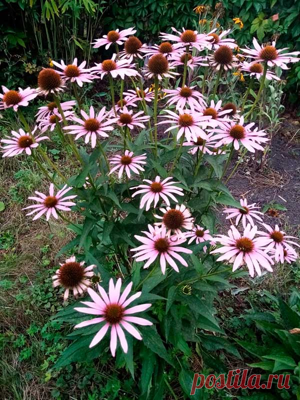 Многолетний садовый цветок Эхинацея (Echinacea). Корневищный травянистый многолетник с розово-красными соцветиями-корзинками. Отличается неприхотливостью и длительным цветением.