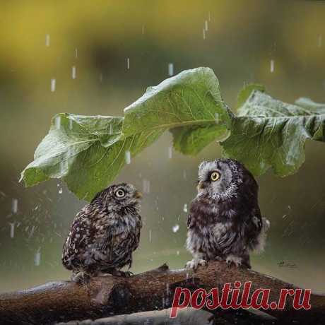 Дождит Автор фото Tanja Brandt
