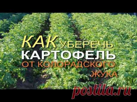 Обработайте КАРТОФЕЛЬ ЭТИМ НАТУРАЛЬНЫМ средством и забудете про КОЛОРАДСКОГО ЖУКА!