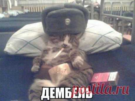 Котофеич Дедушка отдыхает.
