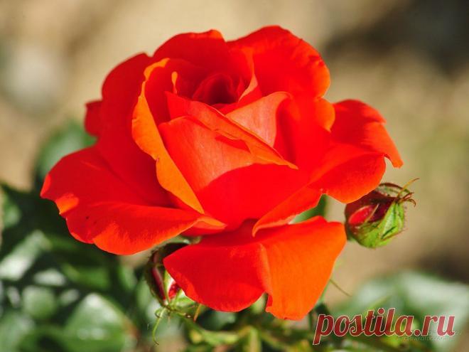 Цветы рабочего стола бесплатно картинка 1024 x 768 Розы