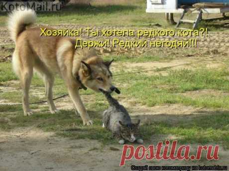 Угодил хозяйке...