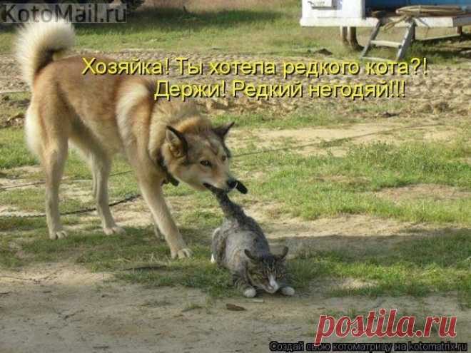 Угодил хозяйке...