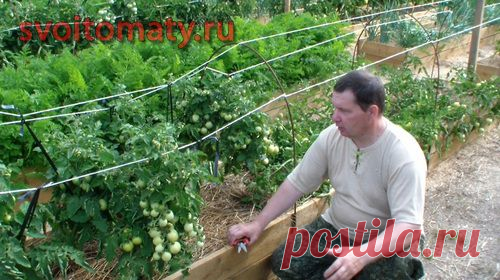 Нормирование количества плодов томатов открытого грунта с целью дружной отдачи урожая | Все про помидоры (томаты) - видео, фото, отзовы