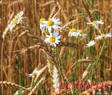 рука и ромашка: 32 тыс изображений найдено в Яндекс.Картинках