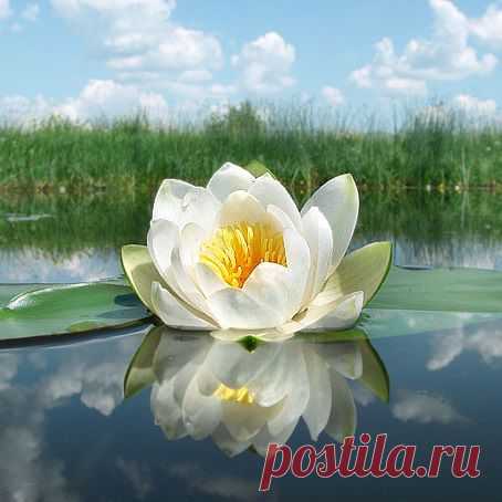 Кувшинка белая купить в Москве и Подмосковье, цена, фото, оптом для пруда