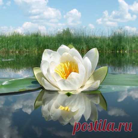 Кувшинка белая купить в Москве и Подмосковье, цена, фото, оптом для пруда