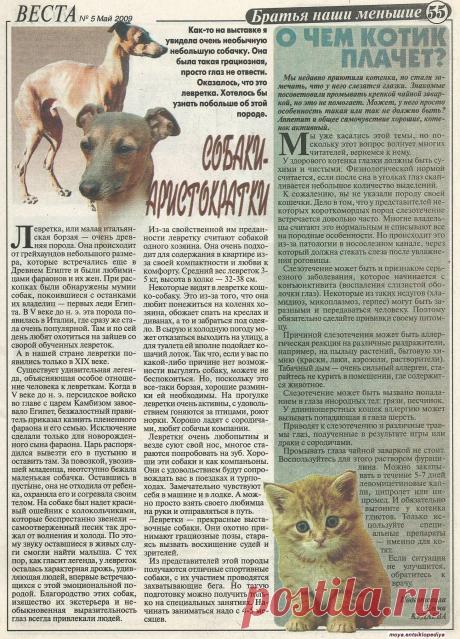 Левретка. У кошки слезятся глаза.