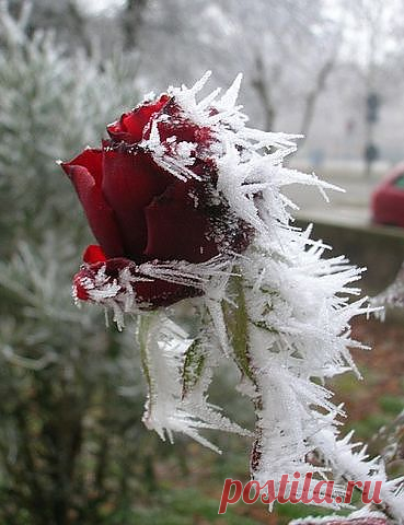 цветы