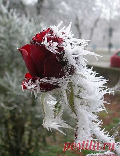 цветы