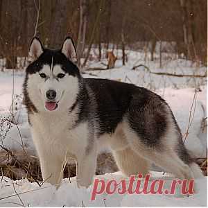 Фото собаки породы аляскинский маламут.