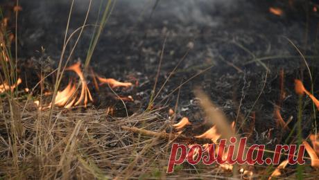 Россиянам рассказали, как потушить пожар на природе. Небольшое возгорание в лесу, например, из-за костра, иногда можно потушить самостоятельно, с помощью подручных средств. Об этом "Газете.Ru" рассказал старший преподаватель кафедры безопасности жизнедеятельности и методики ...