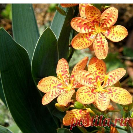 Долгоцветущая неженка