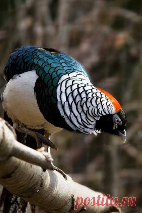 ^Pheasant