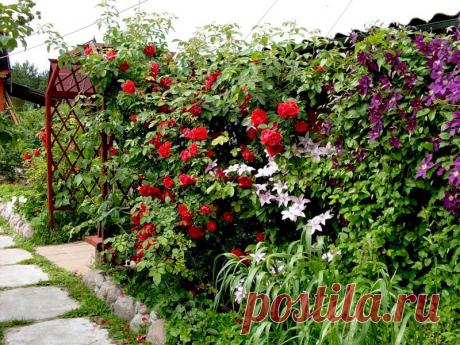 Лианы для сада: апофеоз вертикального озеленения | Наш уютный дом