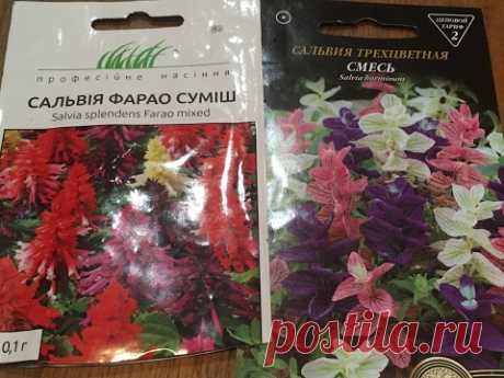 САЛЬВИЯ - СИЯНИЕ ВАШЕГО САДА! ВЫРАЩИВАЕМ ВМЕСТЕ СО МНОЙ