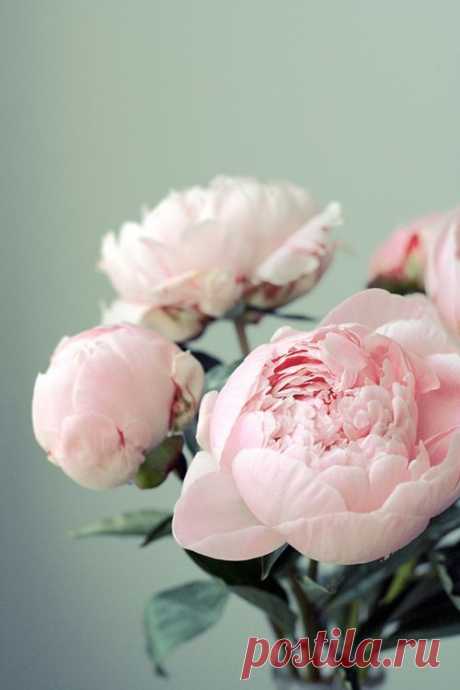 Odds &amp; Ends: Spring Flower Guide
