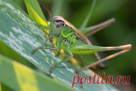 Grasshopper  Free Stock Photo HD - Public Domain Pictures