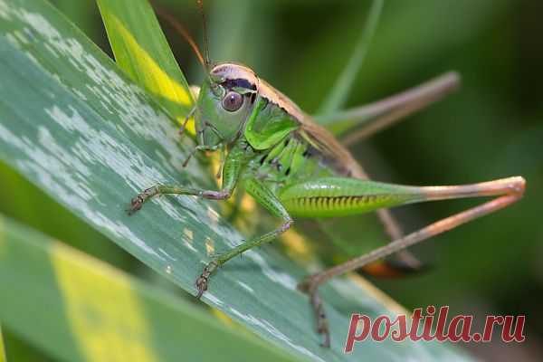 Grasshopper  Free Stock Photo HD - Public Domain Pictures