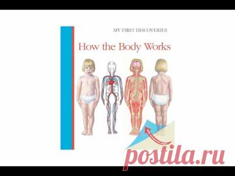 How the Body Works (My First Discoveries) by Sylvaine Peyrols (Author, Illustrator)